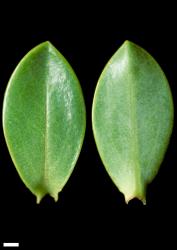 Veronica dilatata. Leaf surfaces, adaxial (left) and abaxial (right). Scale = 1 mm.
 Image: W.M. Malcolm © Te Papa CC-BY-NC 3.0 NZ